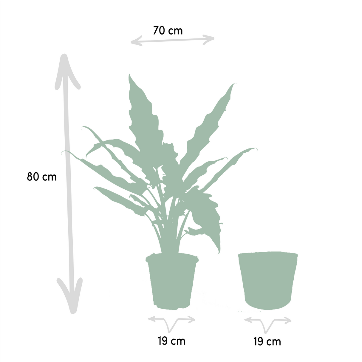 Alocasia Cucullata - Ø19cm - ↕60cm + Alocasia Lauterbachiana - Ø19cm - ↕75cm + Mand Selin
