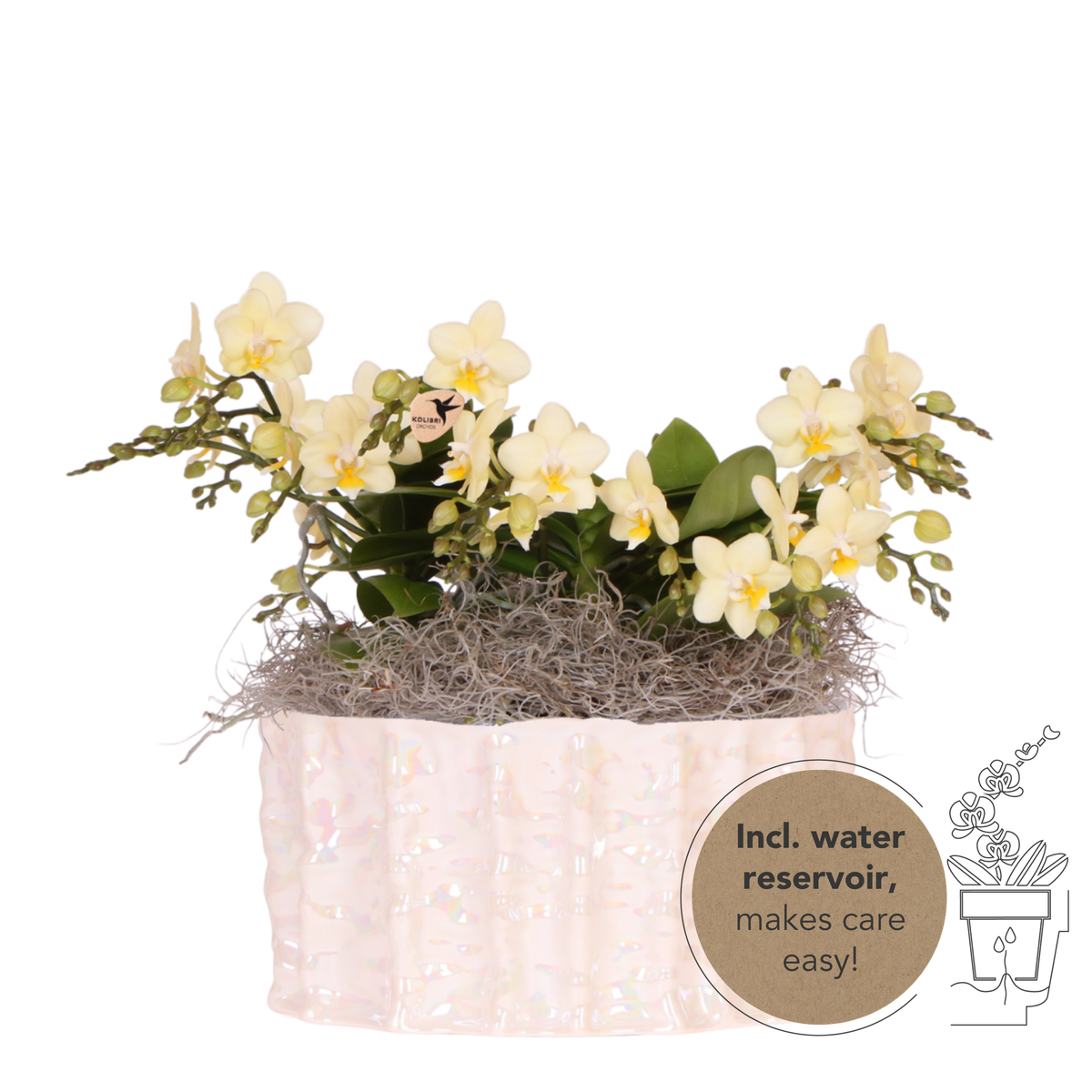 Kolibri Orchids | Gele Jungle Bouquet Botanic Yellow in Oyster Dish