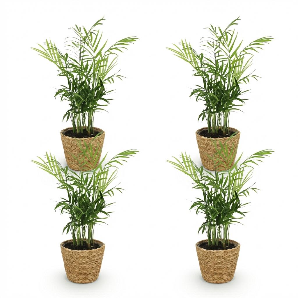 Chamaedorea elegans - Goudpalm - Huisdiervriendelijke Plant - Groen - 4 Planten - met Mand - Pot 12cm - Hoogte 15cm