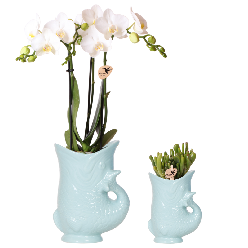 Kolibri Orchids | Planten set Fish Turquoise | Set met witte Phalaenopsis orchidee Amabilis Ø9cm en groene plant Succulent Crassula Hobbit Ø6cm | incl. turquoise keramieken sierpotten