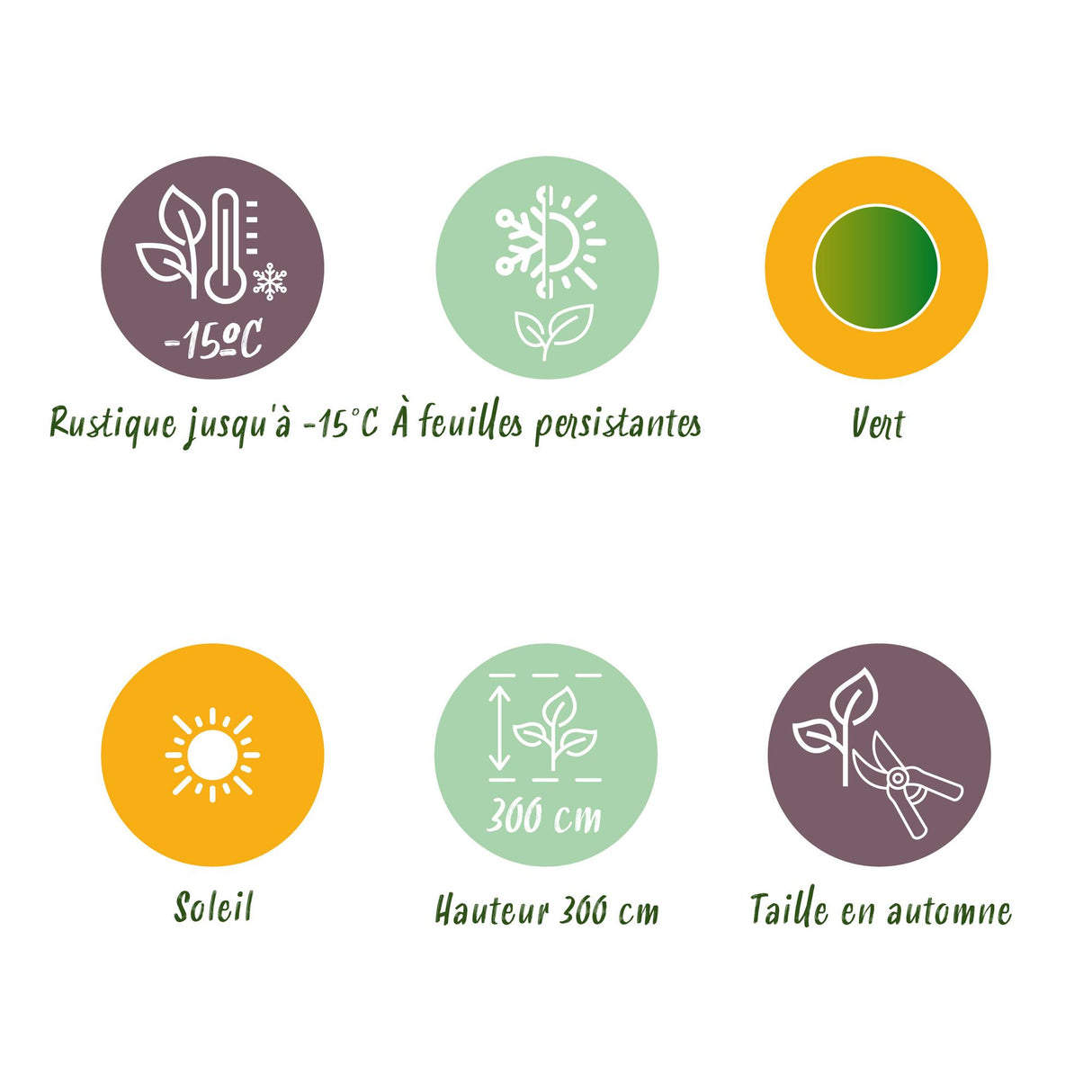 Green boutiQ - Fruitplant - Bananen plant - Musa Basjoo - Winterhard - 2 planten - Pot 12cm Hoogte 30cm