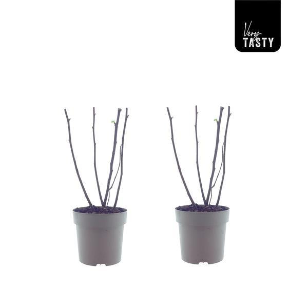 Ficus Bornholm (15017) - 2 stuks - ↕40cm - Ø15cm