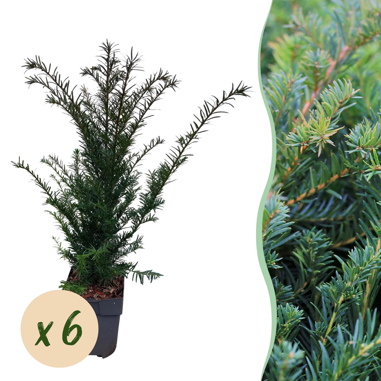 Green boutiQ - Haagplanten - Taxus baccata - blad groen - 6 planten - 1 strekkende meter - groenblijvend - pot 17cm hoogte 60cm