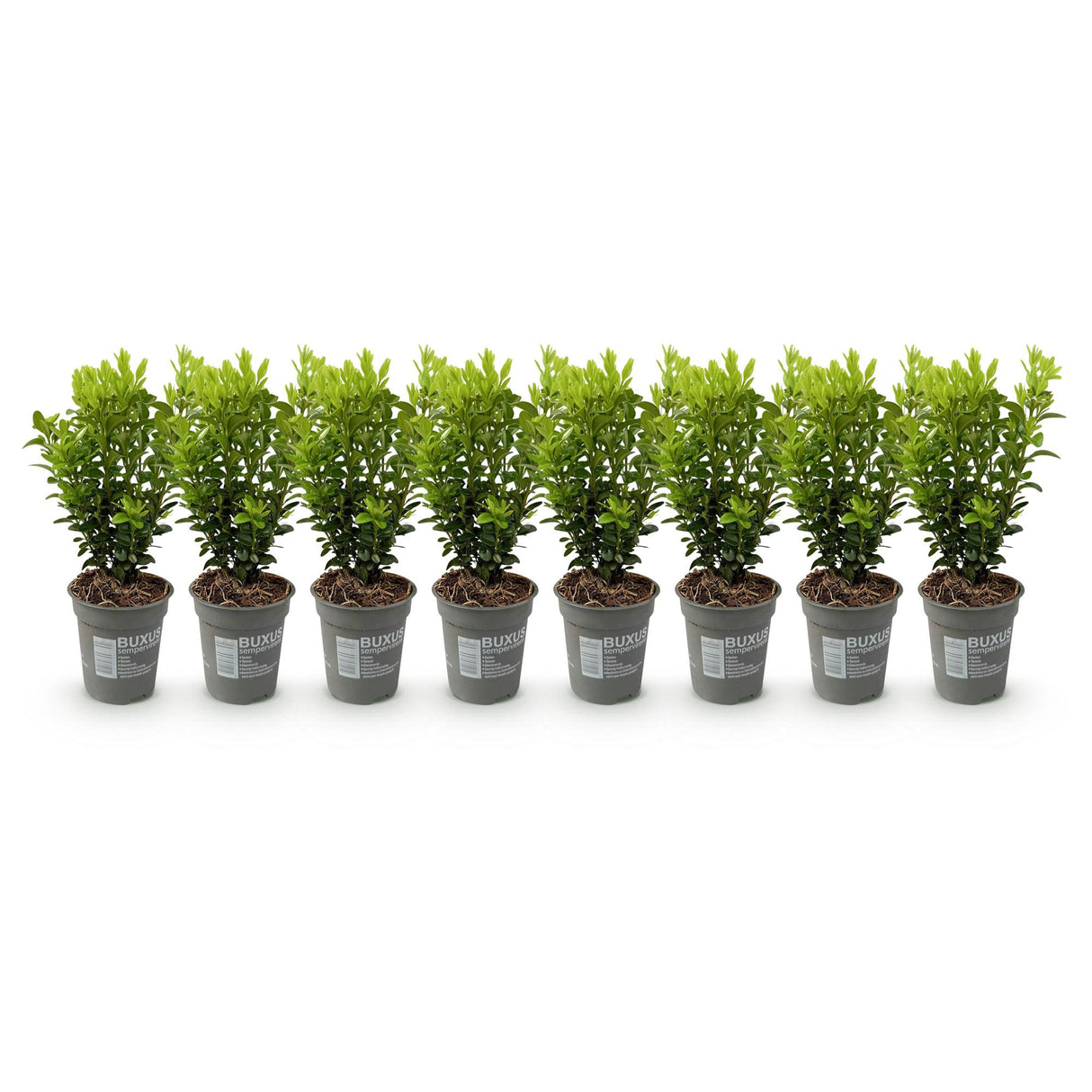 Green boutiQ - Haagplanten - Buxus sempervirens - blad groen - 8 planten - 1 strekkende meter - groenblijvend - pot 9cm hoogte 20-25cm