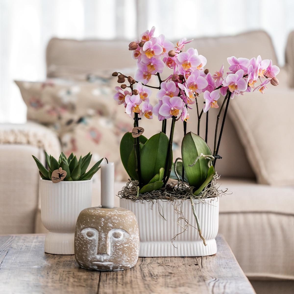 Kolibri Home | Diabolo twin sierpot - White