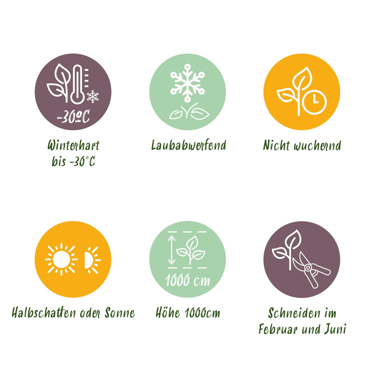 Green boutiQ - Haagplanten - Carpinus betulus - blad groen - 6 planten - 1 strekkende meter - bladverliezend - pot 17cm hoogte 55cm