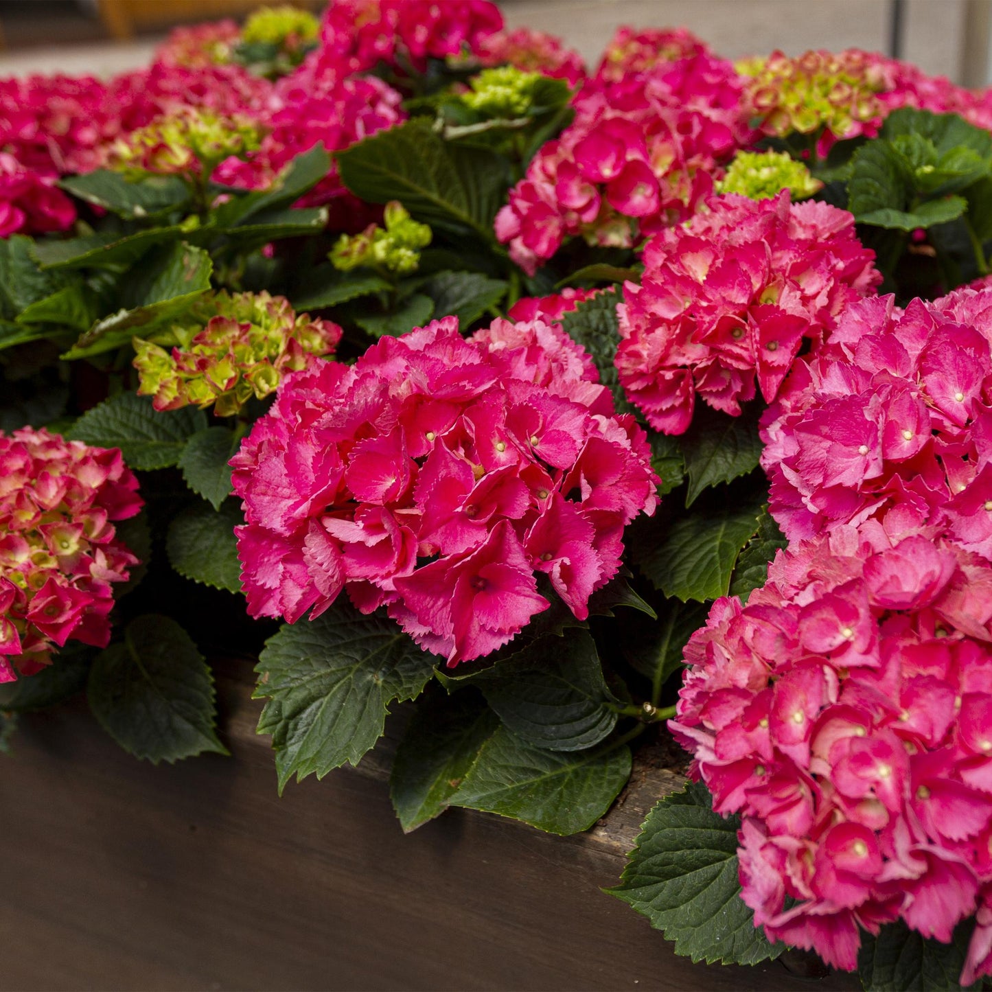 Green boutiQ - Hortensia - Hydrangea macrophylla Rood - Bloem Rood - 3 Planten - 1 m2 - Bladverliezend - Weinig Onderhoud - Pot 17cm Hoogte 30cm