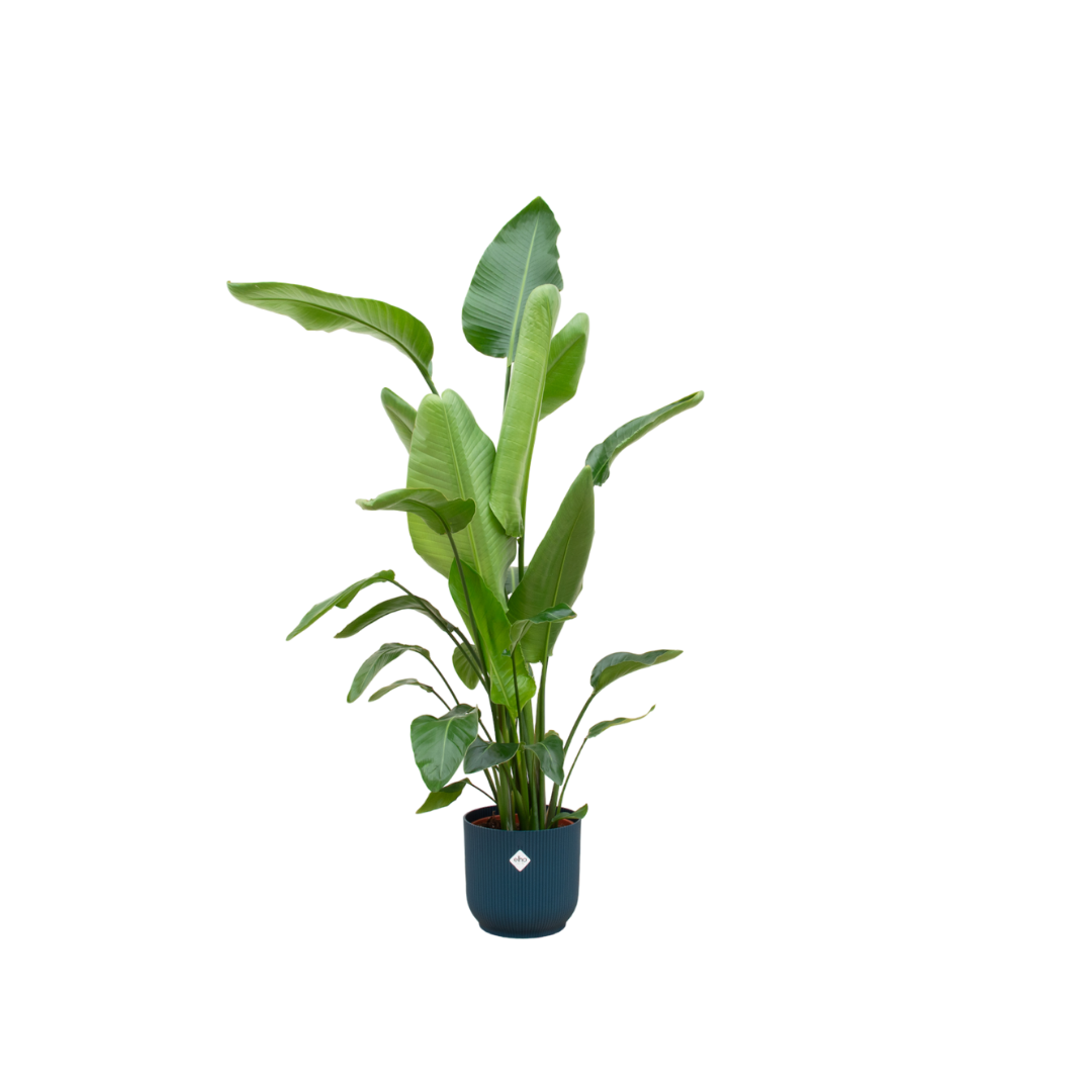 Strelitzia Nicolai + Pot Blauw - ↕160cm - Ø30cm