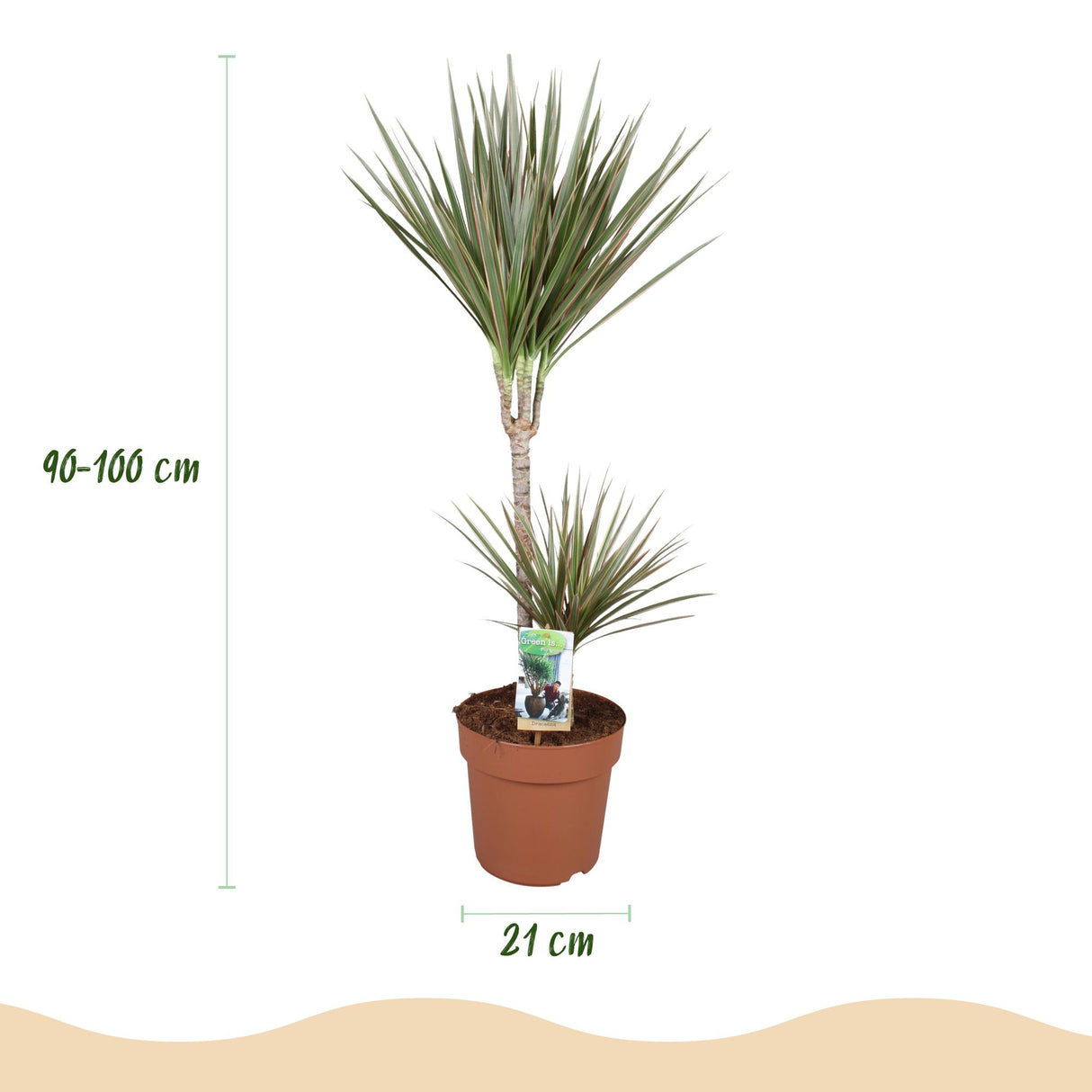 Dracaena Marginata Bicolor - Drakenbloedboom - Weinig onderhoud - Groen - 1 Plant - met Potter Grijs - Pot 21cm - Hoogte 90-100cm