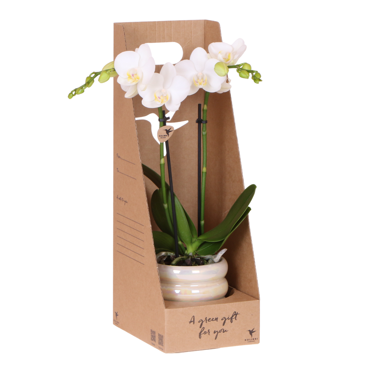 Kolibri Orchids | Witte Phalaenopsis Orchidee - Mineral Amabilis in Glow Travertine Sierpot met Giftbox - Ø9 cm