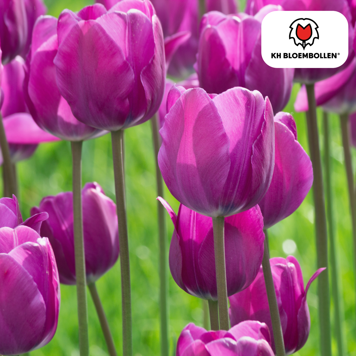Bulbes de tulipes Purple Prince – 20 pièces | KH Bloembollen® | Tulipe violet pourpre – Puissante & Royale – Pour jardin ou pot – Taille 11/12 – Frais du producteur