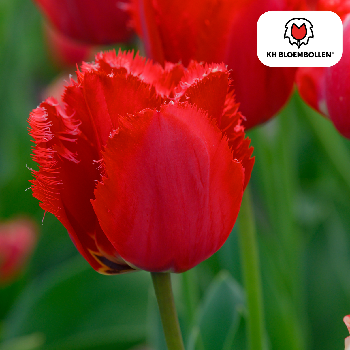 Tulpenzwiebeln Masterpeace – 20 Stück | KH Bloembollen® | Rote Tulpe mit gezacktem Rand – Robust & Einzigartig – Für Garten oder Topf – Größe 11/12 – Frisch vom Züchter
