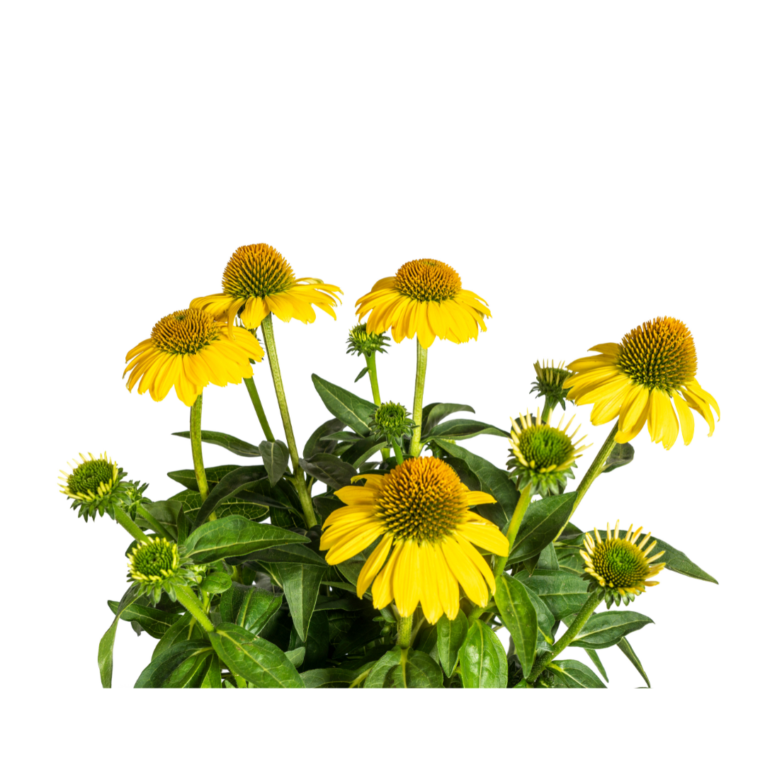 Echinacea Purpurea Yellow Ø19cm - ↕60cm - Ø70cm