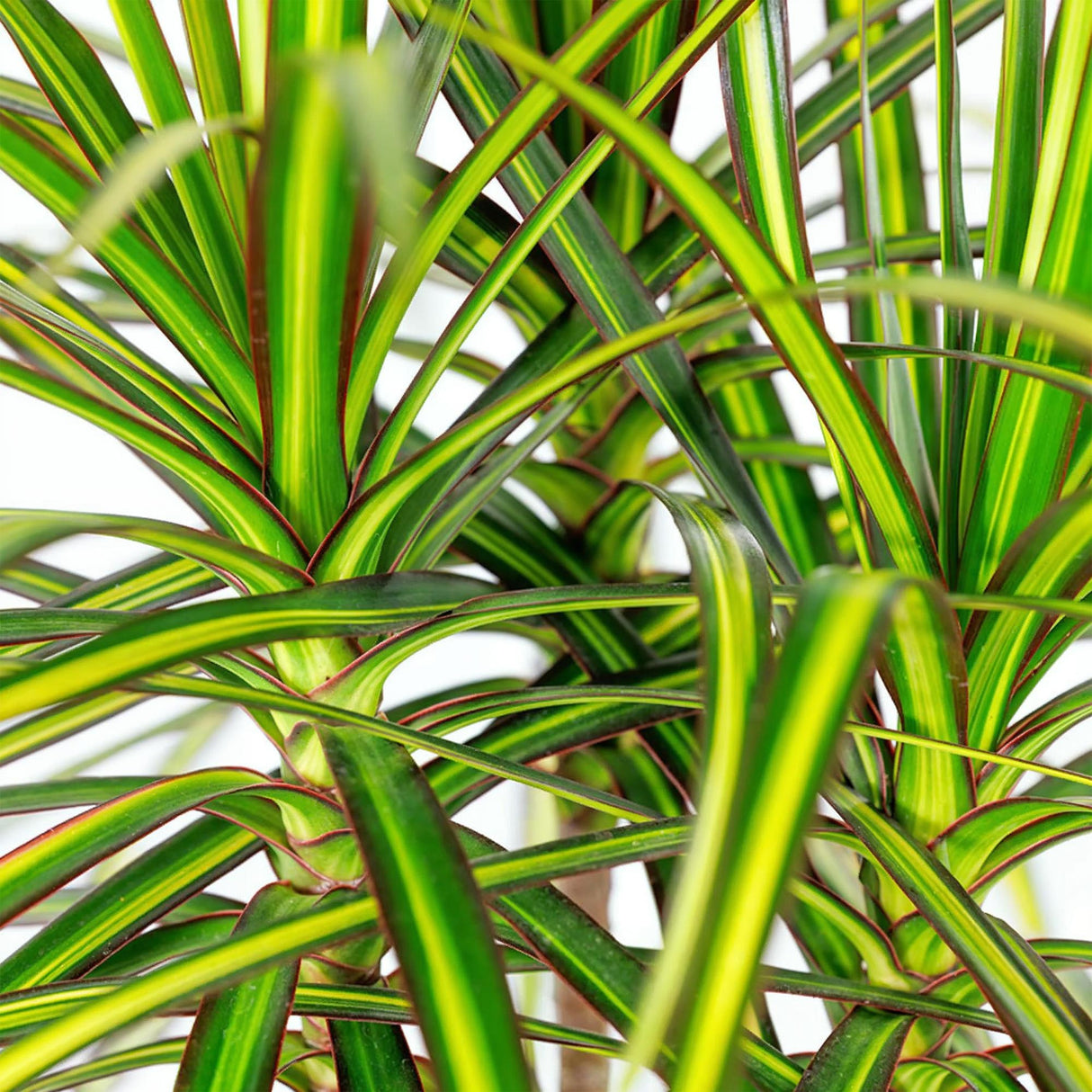 Dracaena Sunray - Drakenbloedboom - Weinig onderhoud - Groen - 1 Plant - met Potter Wit - Pot 21cm - Hoogte 90-100cm