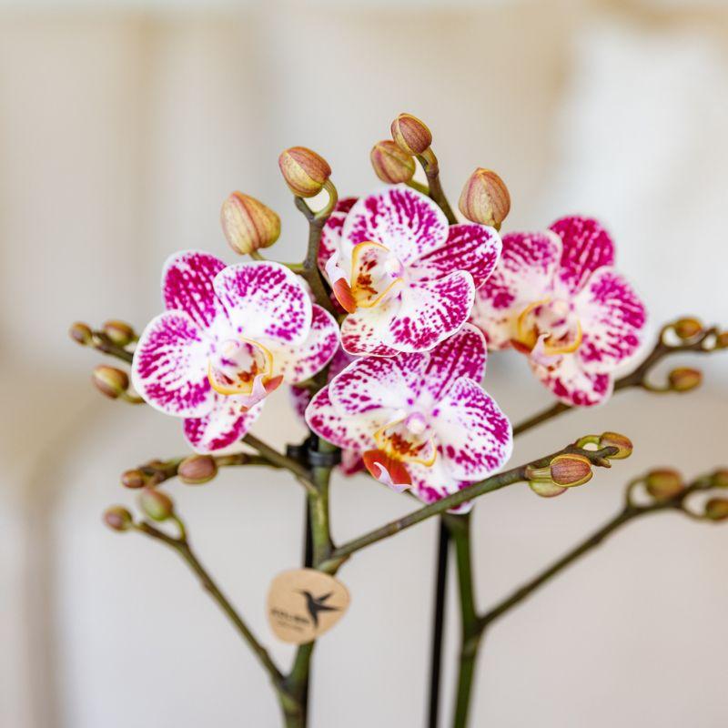 Kolibri Orchids | Orchidée phalaenopsis rose violet pot Ø9cm | Bora Bora | plante d'intérieur fleurie - fraîche du producteur