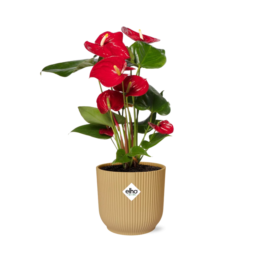 Flamingoplant / Anthurium – ↕30cm – ⌀14cm – in gele pot