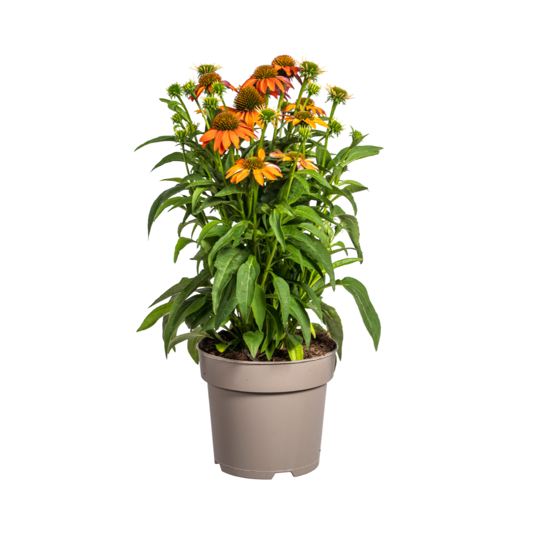 Echinacea Purpurea Orange Ø19cm - ↕60 - Ø70cm