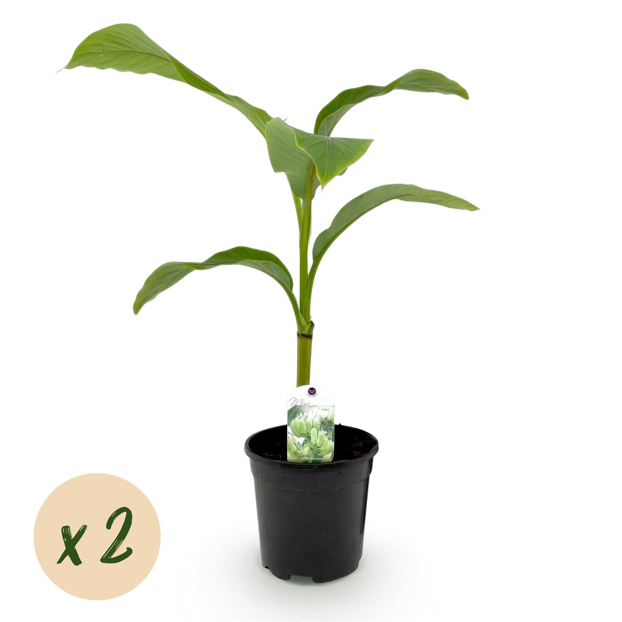 Green boutiQ - Fruitplant - Bananen plant - Musa Basjoo - Winterhard - 2 planten - Pot 17cm Hoogte 40cm