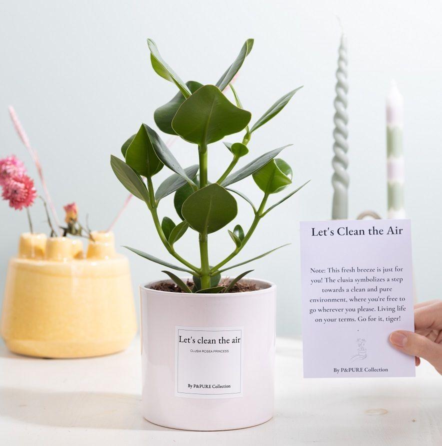 Clusia Rosea Cadeau "Purifions l'air" AVEC CARTE DE VŒUX ! - Ø12cm - ↕30cm