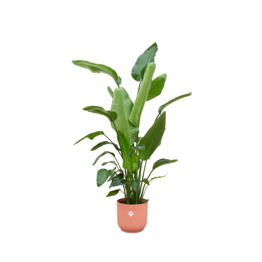 Strelitzia Nicolai + Pot Roze - ↕180cm - Ø30cm