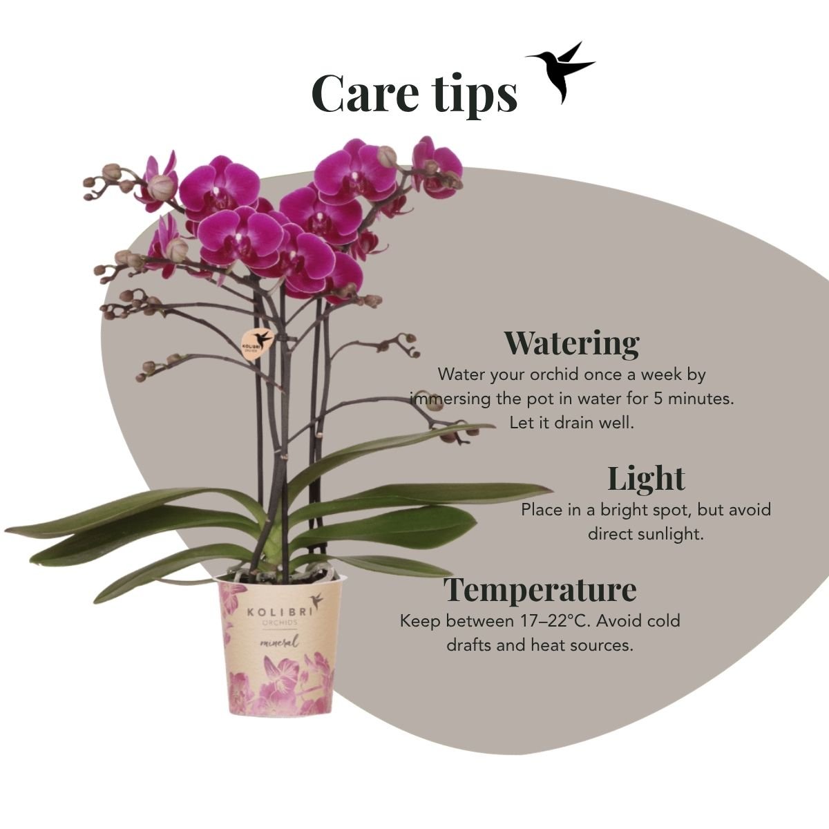 Kolibri Orchids | Paarse Phalaenopsis Orchidee - Mineral Morelia in Spike Sierpot Wit met Giftbox - Ø9 cm