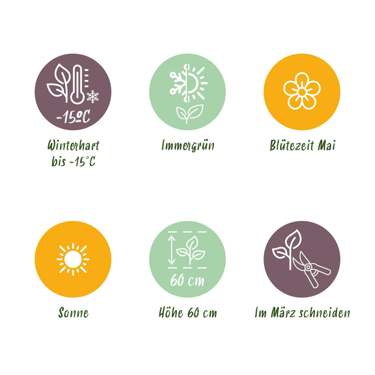 Siergrassen - Carex oshimensis Everillo - Geel - 4 Planten - Bladhoudend - Weinig Onderhoud - Pot 17cm Hoogte 50cm