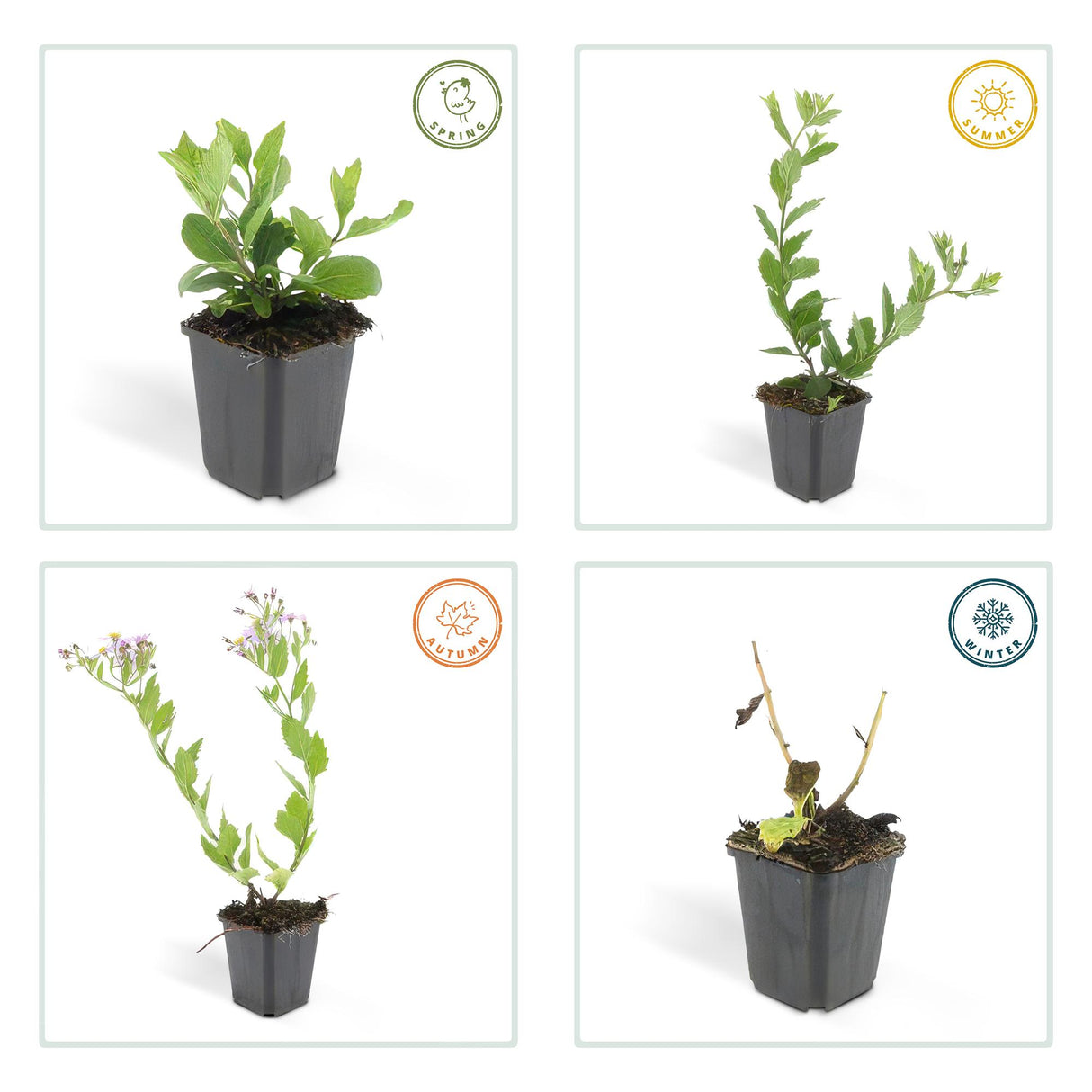 48x Aster ageratoides 'Asran' - ↕10-25cm - Ø9cm