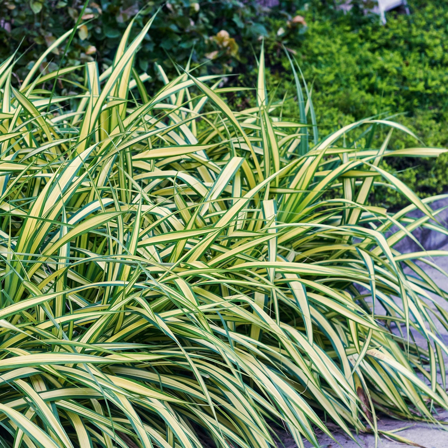 Green boutiQ - Siergrassen - Carex oshimensis Evergold - Geel & Groen - 4 Planten - Bladhoudend - Weinig Onderhoud - Pot 17cm Hoogte 50cm