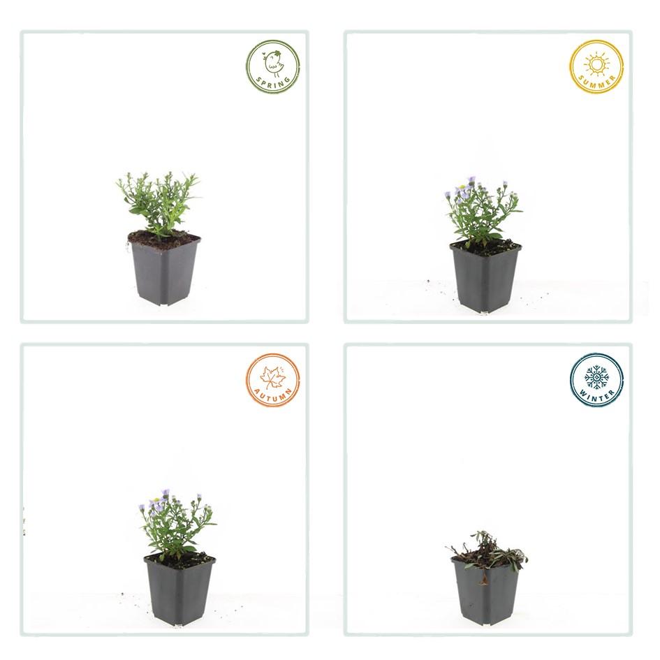 24x Aster (D) 'Prof. Anton Kippenberg' - ↕10-25cm - Ø9cm