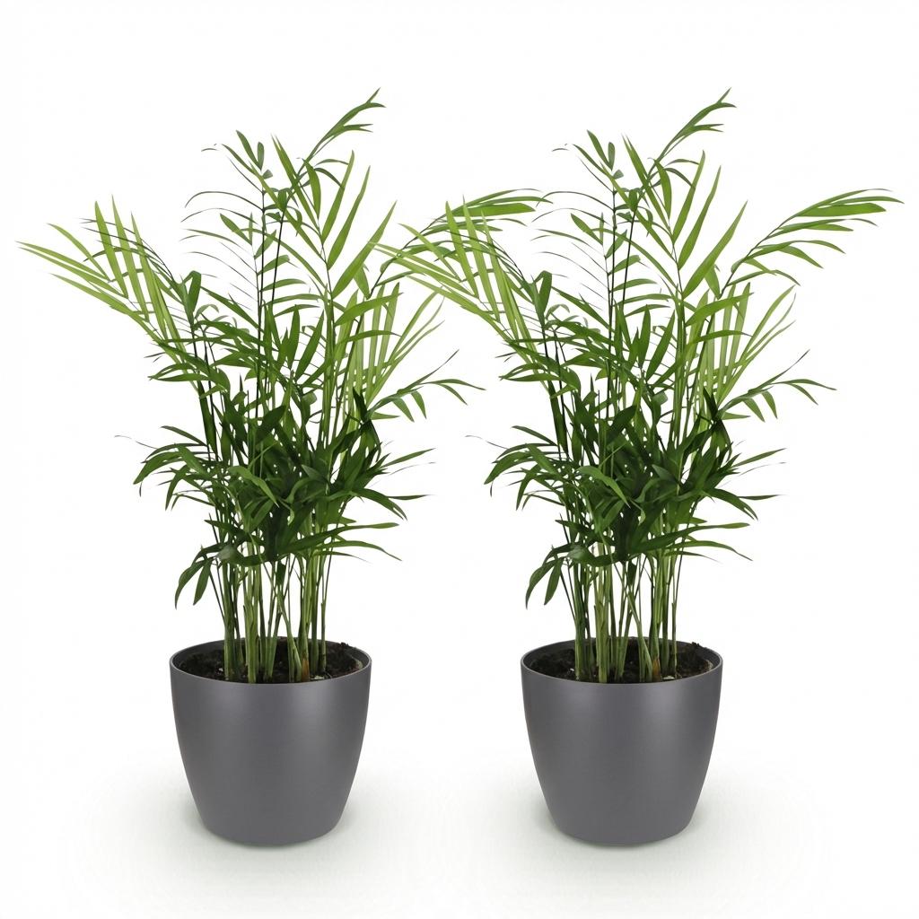Chamaedorea elegans - Goudpalm - Huisdiervriendelijke Plant - Groen - 2 Planten - met Potter Grijs - Pot 12cm - Hoogte 15cm