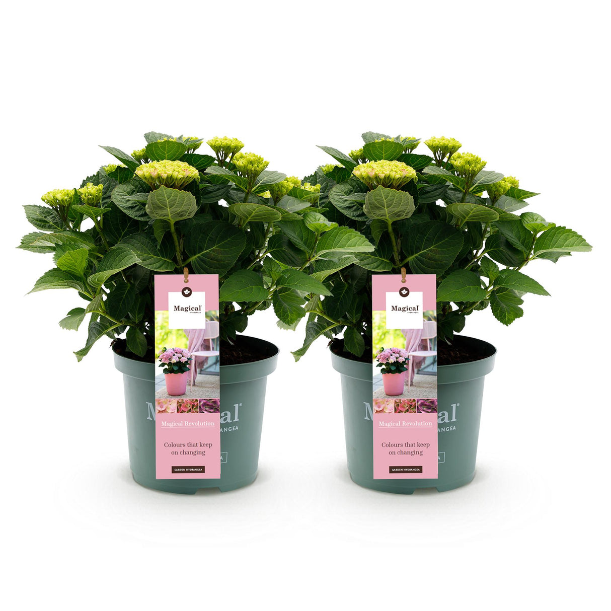 Green boutiQ - Terrasplant - Hortensia - Hydrangea Magical Revolution Pink - Pink - 6-10 Bloemen - 2 Planten - Pot 23cm Hoogte 55cm