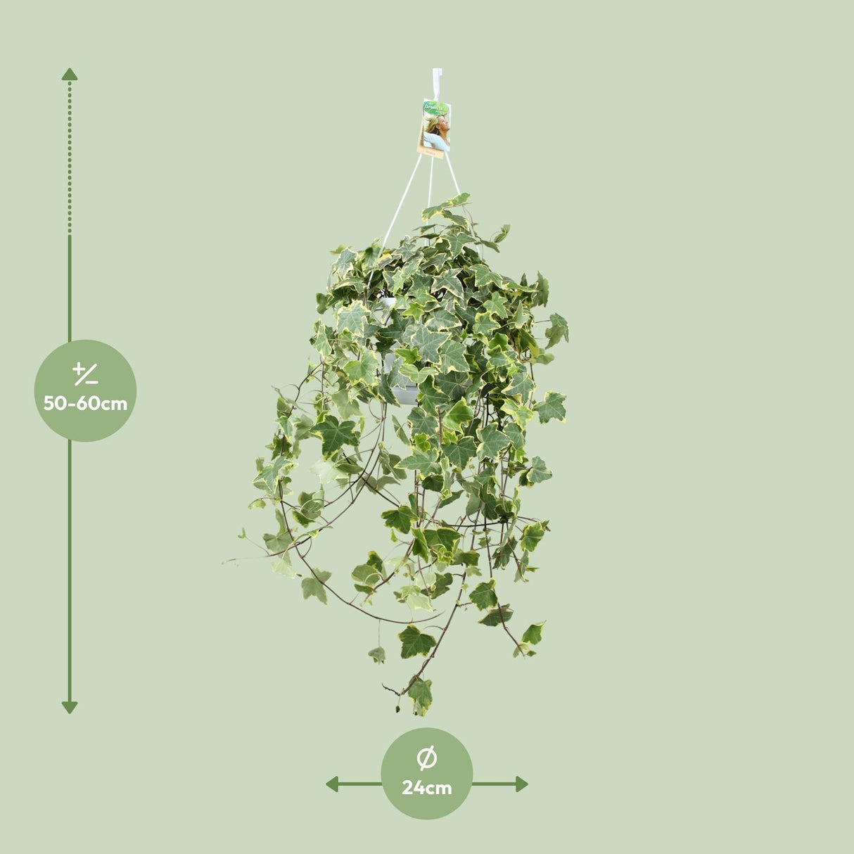 Klimop / Hedera Helix Hängepflanze - Ø24cm - ↕60cm