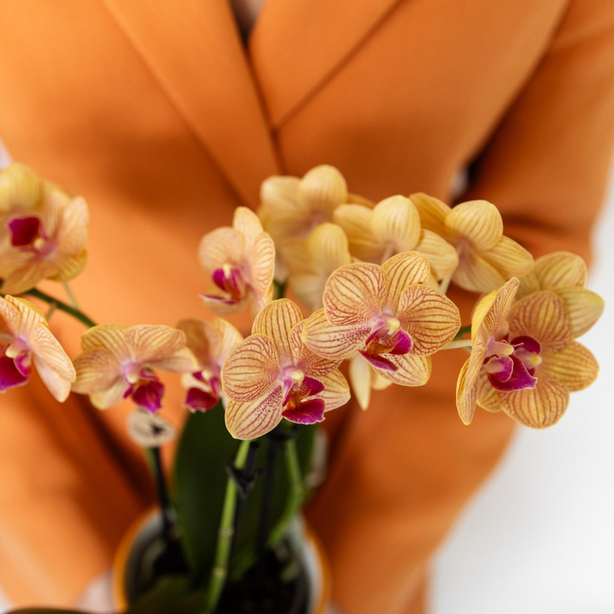 Kolibri Orchids | oranje Phalaenopsis orchidee potmaat Ø9cm | Jamaica | bloeiende kamerplant - vers van de kweker