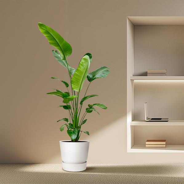 Strelitzia Nicolai XXL - ↕190cm - Ø27cm