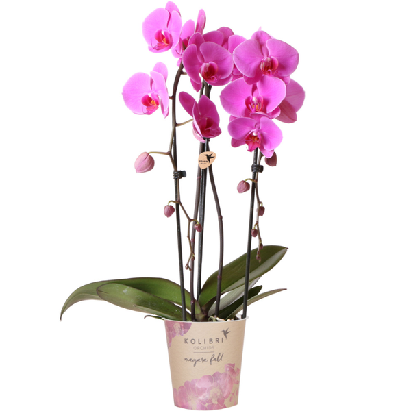 Roze Phalaenopsis orchidee - Niagara Fall - potmaat Ø12cm
