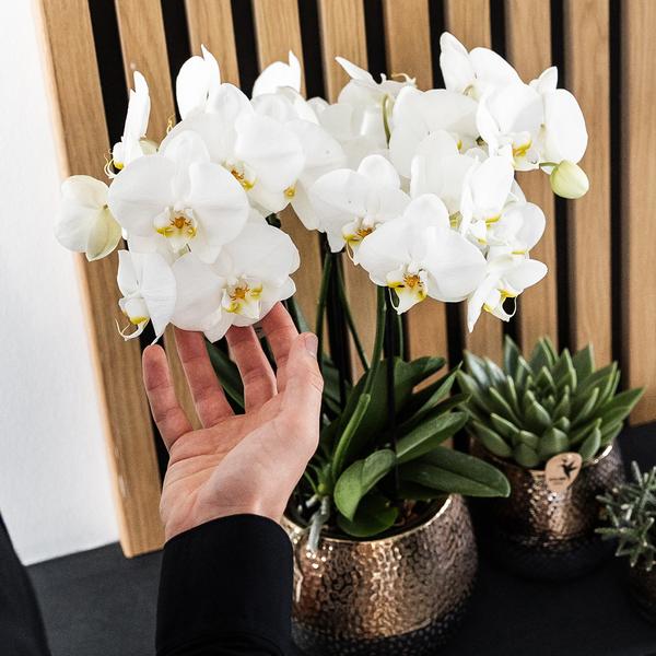 Kolibri Home | Elite Topf Kupfer - Ø12cm