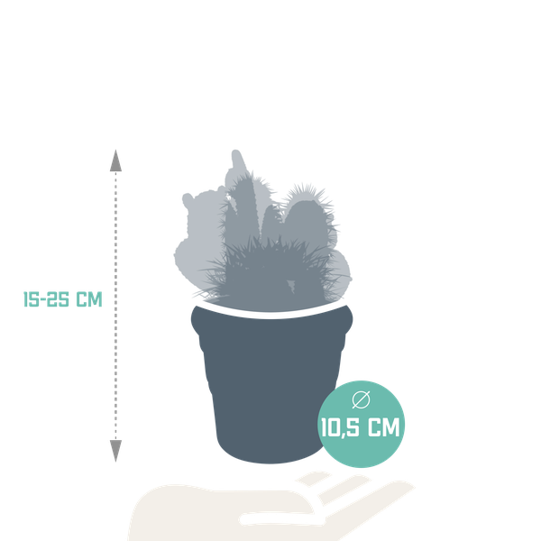 Cactus mix 10.5 cm - 3x - in terracotta pot