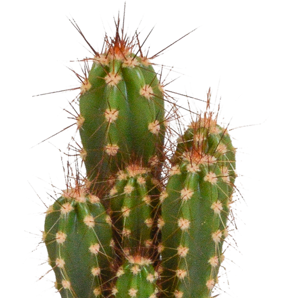 Cactus en vetplanten mix - 15 stuks - Ø5.5cm