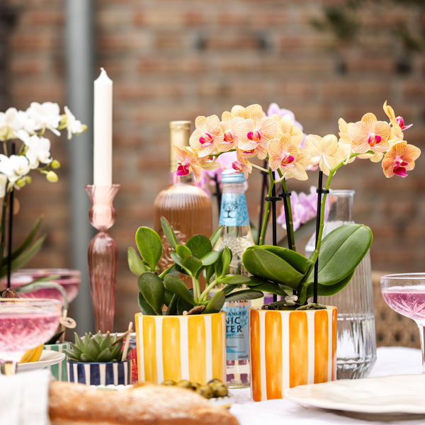 Oranje Phalaenopsis orchidee + Oranje Pot