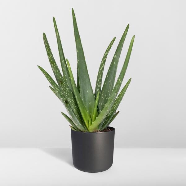Aloe vera - ↕40cm - Ø12cm