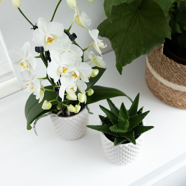 Witte Phalaenopsis orchidee - Niagara Fall - potmaat Ø12cm