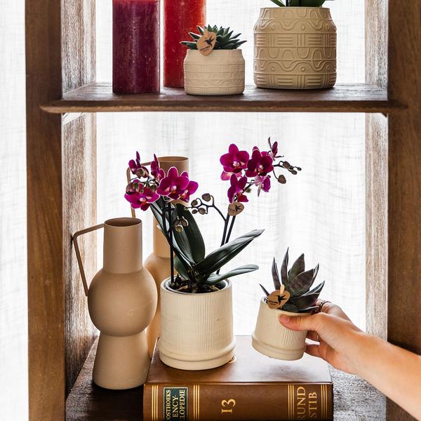 Bali sierpot - Off White - Ø9cm