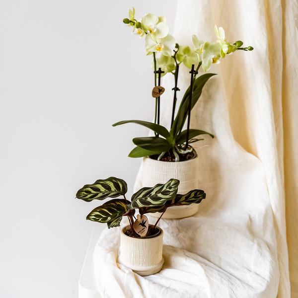 Bali sierpot - Gebroken Wit - Ø6cm