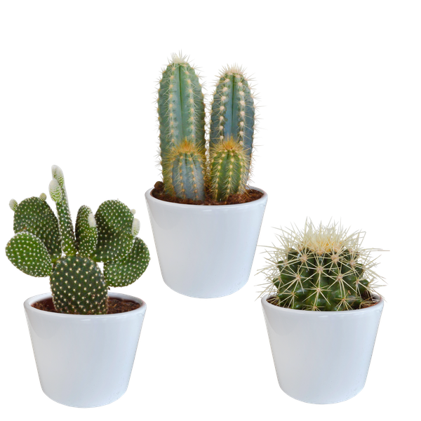 Cactus mix 10.5 cm - 3x - in witte pot