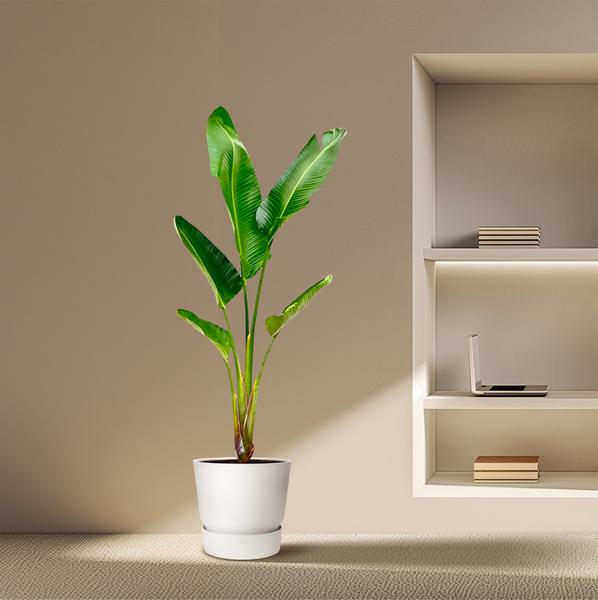 Strelitzia Augusta XXL - ↕210cm - Ø30cm