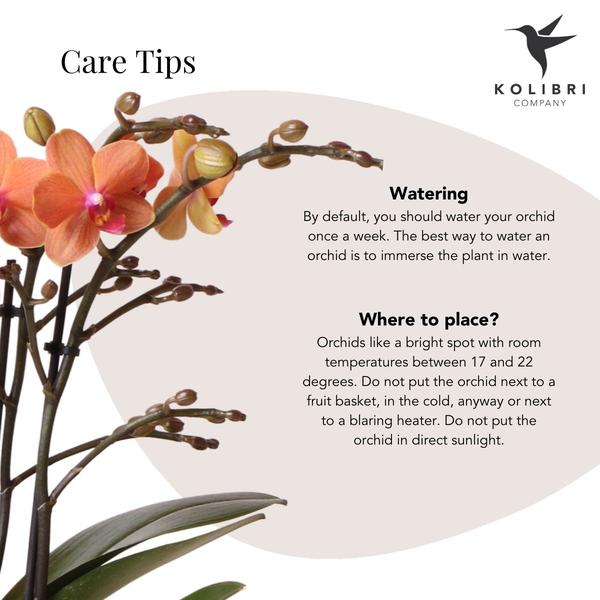 Oranje Phalaenopsis orchidee - Mineral Bolzano - potmaat Ø9cm