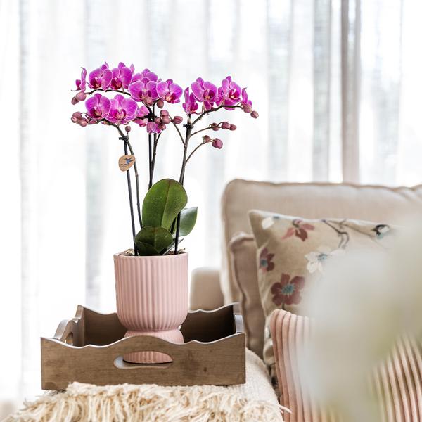 Kolibri Home | Diabolo Topf pink - Ø12cm