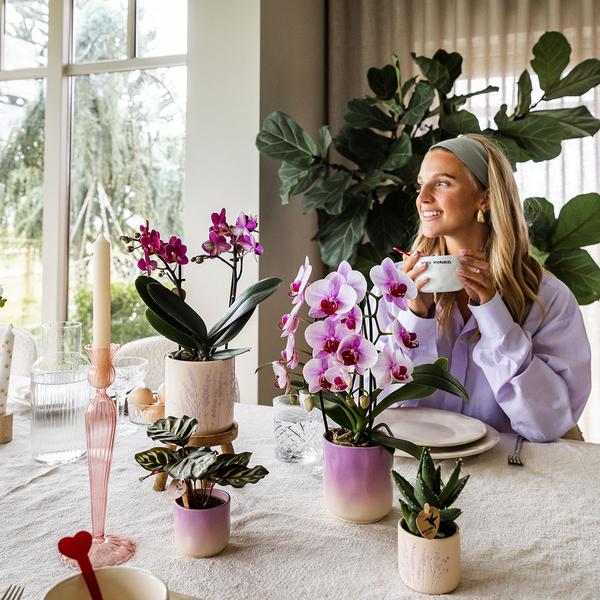 Gradience sierpot - Pink - Ø9cm