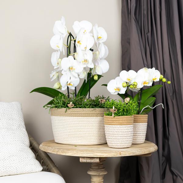 Witte Phalaenopsis orchidee - Niagara Fall - potmaat Ø12cm