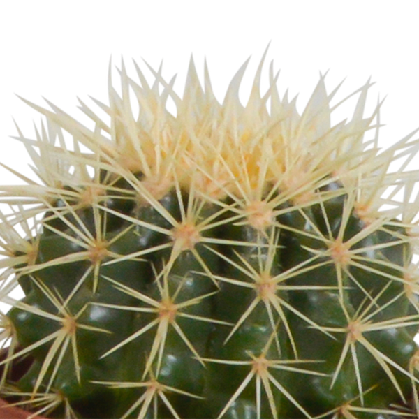 Cactus mix 10.5 cm - 3x - in terracotta pot